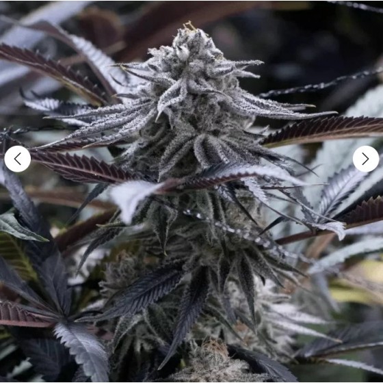 GRAPE JUCE, 3 SEMILLAS...