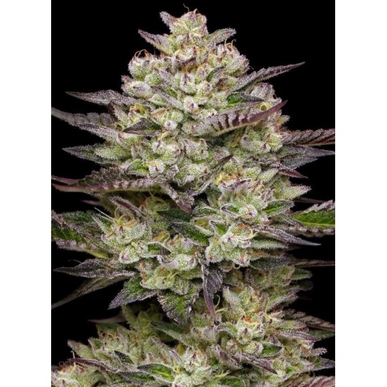 PUFF  PASTRY, 3 SEMILLAS...