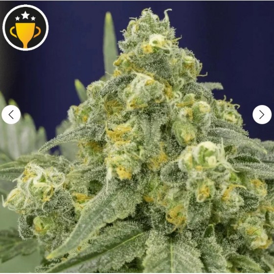 WHITE WIDOW, 3 SEMILLAS...