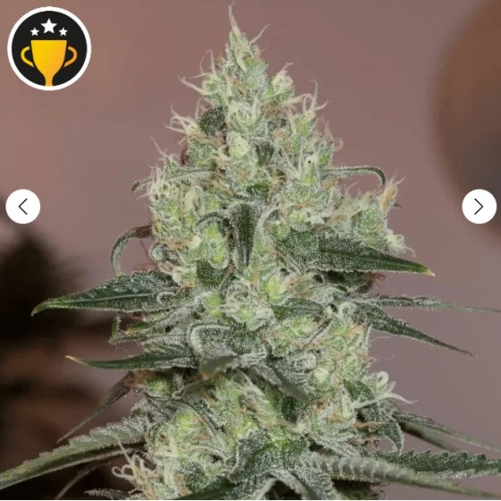 ORIGINAL AMNESIA, 5...