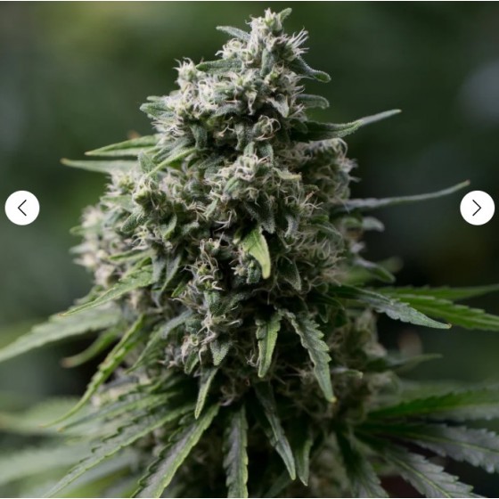 CRITICAL + 2.0, 10 SEMILLAS...