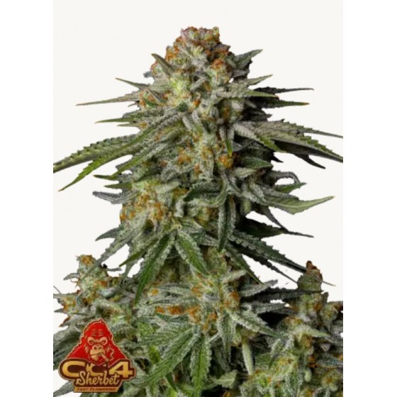 GG4 SHERBET, 1 SEMILLA...