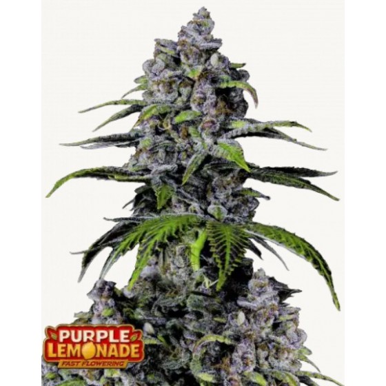 PURPLE LEMONADE, 1 SEMILLA...