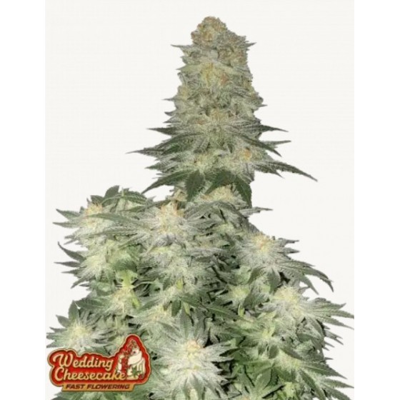 WEDDING CHEESECAKE, 1...