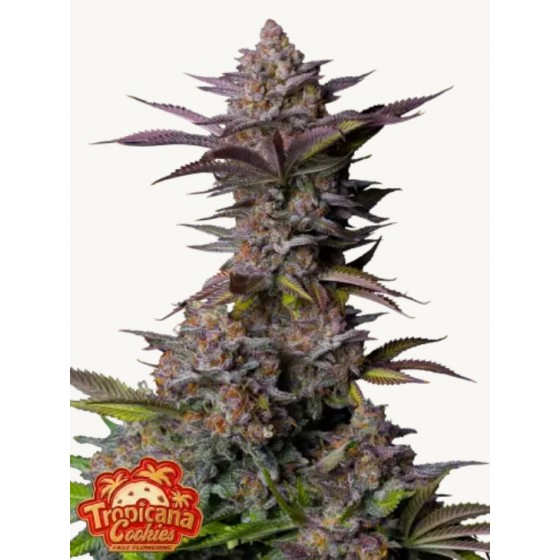 TROPICANA COOKIES, 1...