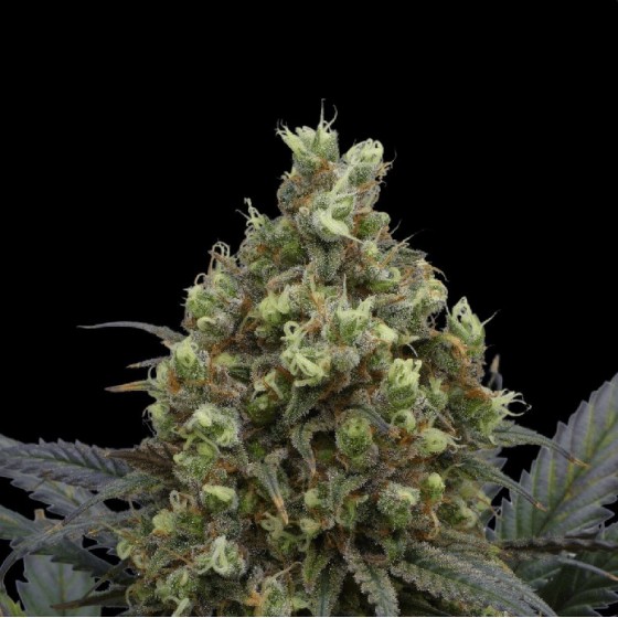 BRUMA NORTE, 3 SEMILLAS...