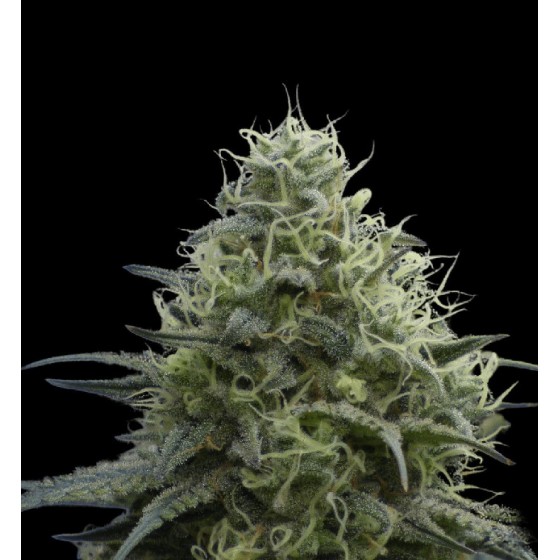 ZOKAS SAPPHIRE, 3 SEMILLAS...