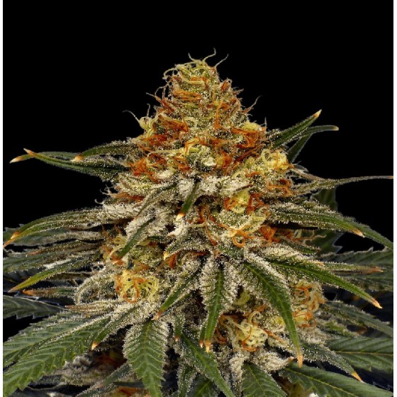 TROYANA, 5 SEMILLAS...