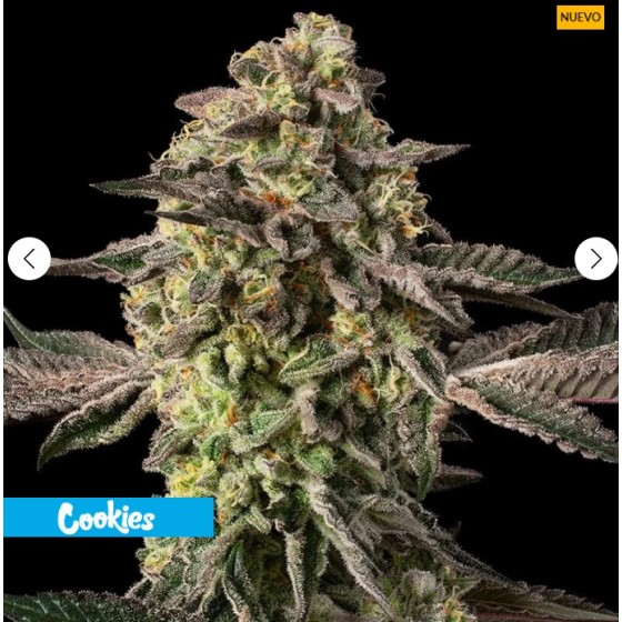 SUGAR ROCK, 3 SEMILLAS...