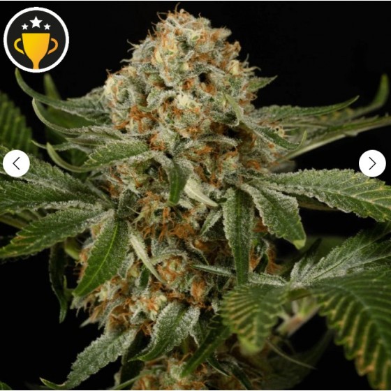 OG KUSH, 3 SEMILLAS...