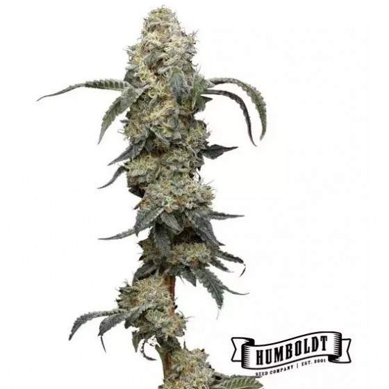 FARMERS DAUGHTER, 5...