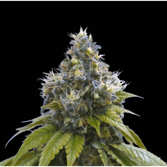 BRUMA NORTE 2.0, 3 SEMILLAS...