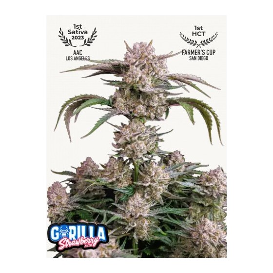 STRAWBERRY GORILLA, 3...